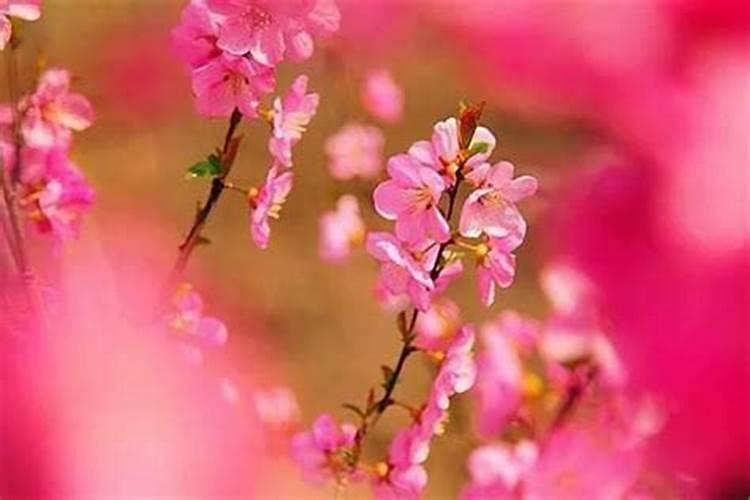 女人命犯桃花的特点