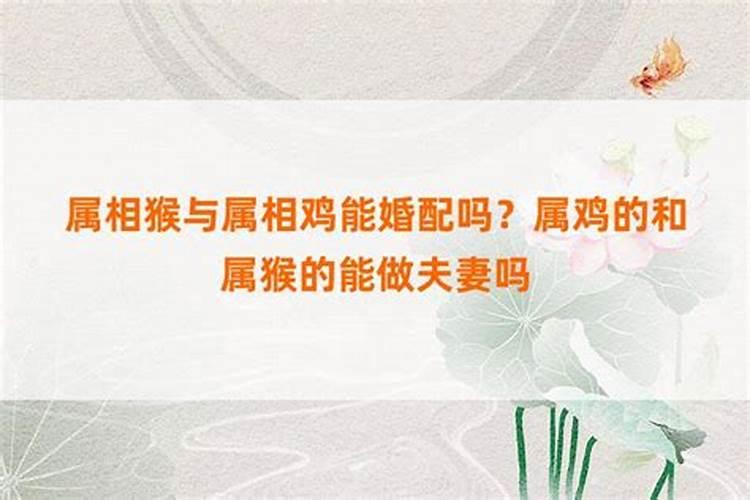 鸡和猴不能在一起吗？