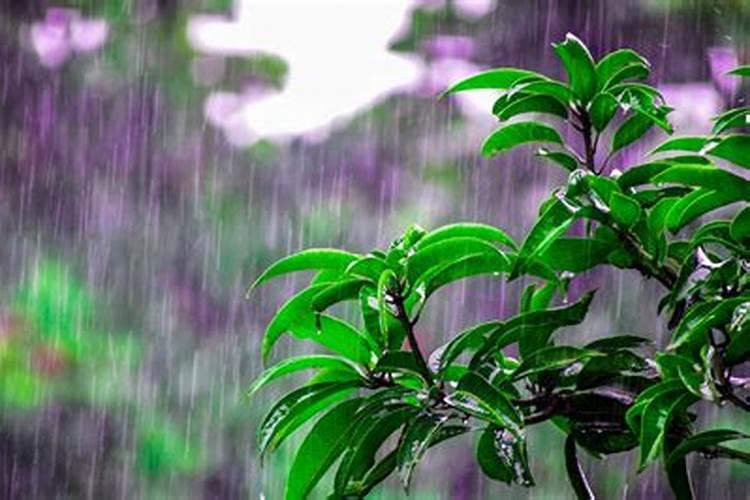 女人梦见下雨发大水