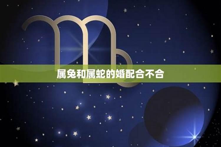 属兔与属兔的结婚好吗,属兔的和什么属相不合
