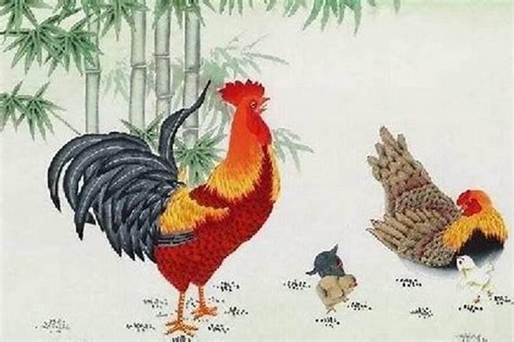 鸡和猪的属相适合做夫妻吗