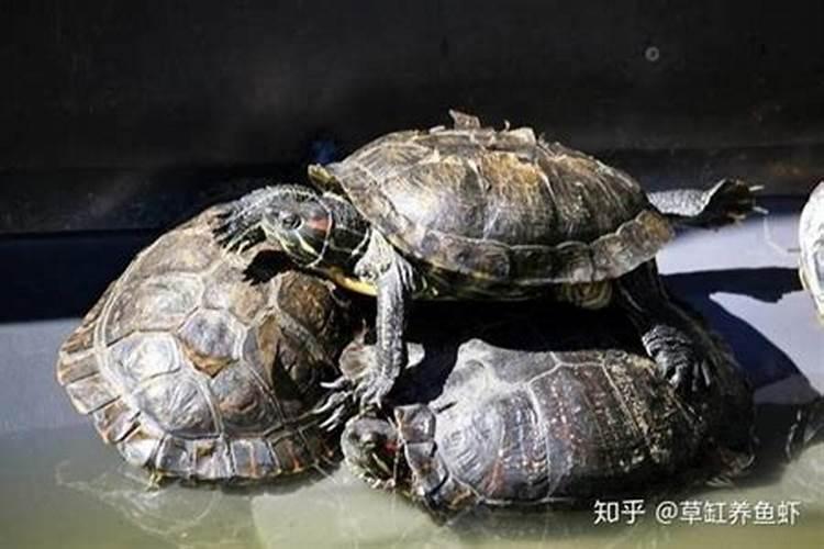 梦见妹妹来看我的预兆