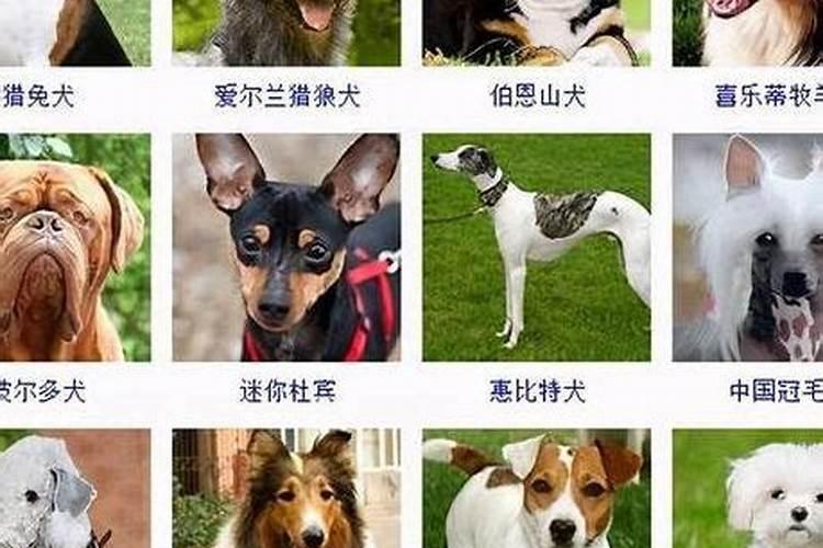 梦见猫生了一窝小猫是什么预兆
