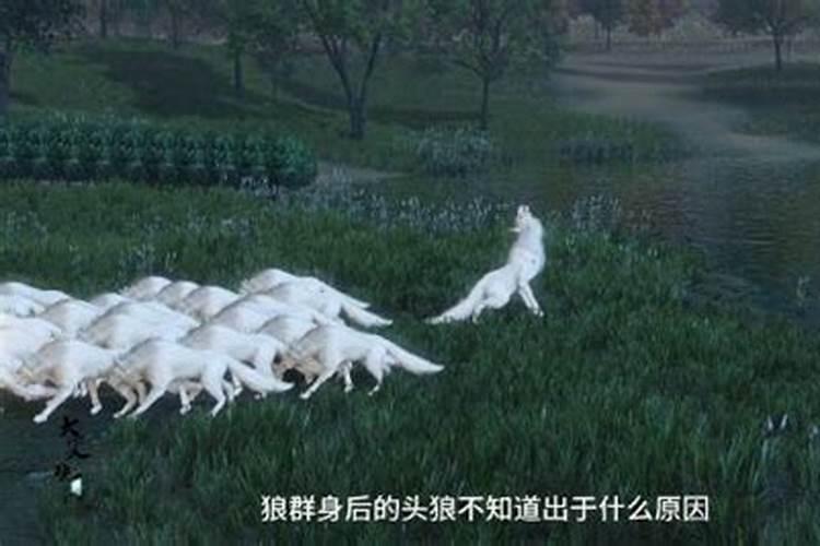 梦见骑车轧狼