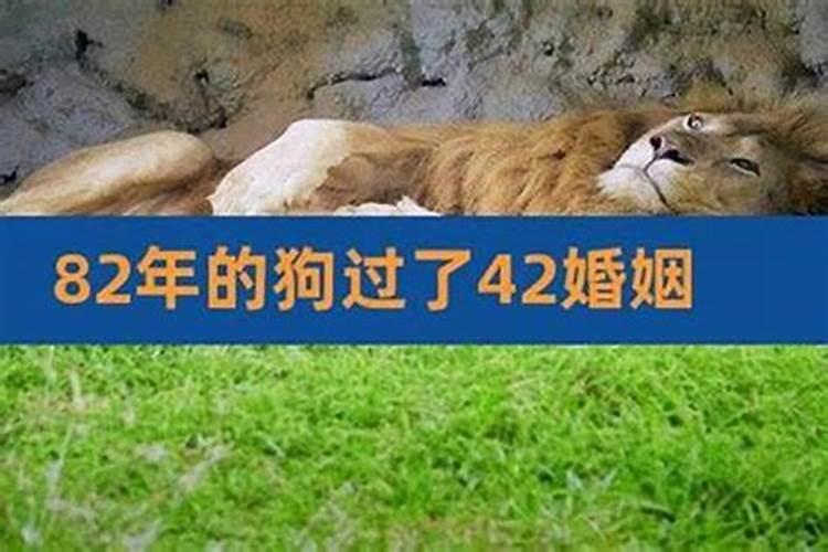 82年狗人一生三次婚姻1982年属狗的桃花劫是谁