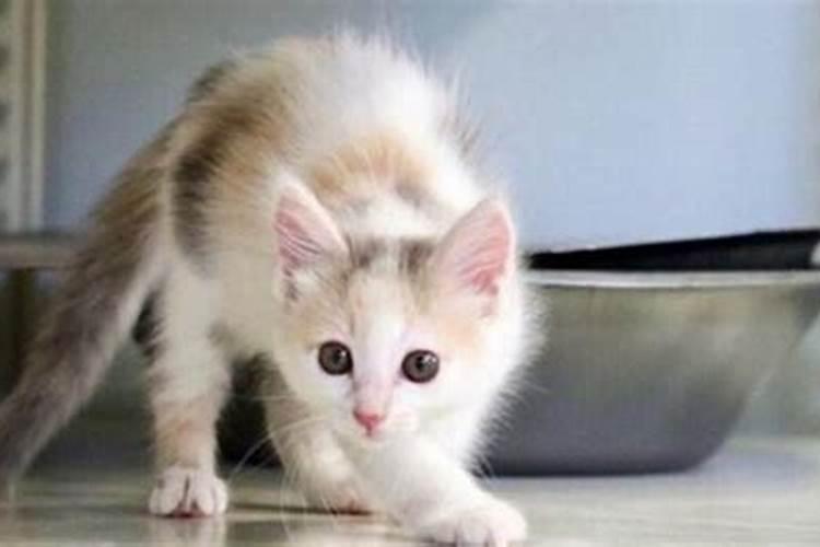 求“笑猫日记”的全文电子版或在线阅读版