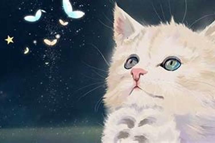 梦见杀死猫见血