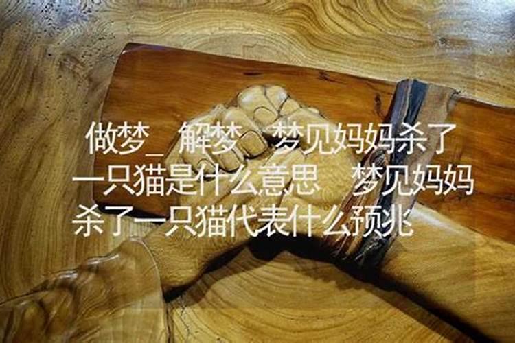 梦见自己杀了猫的预兆