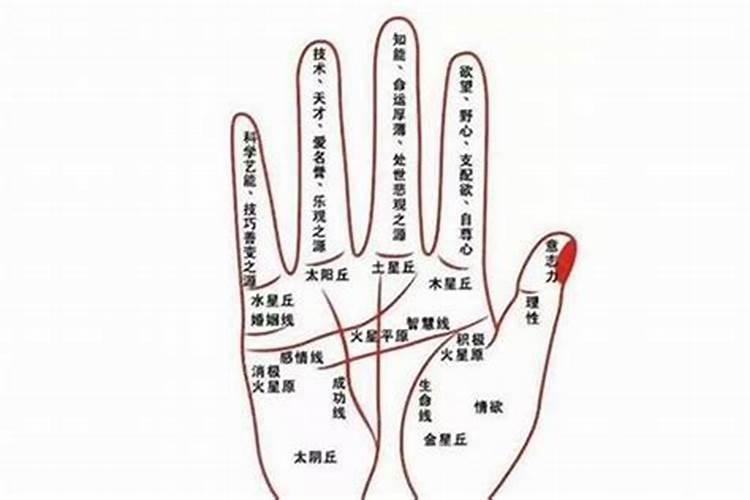 有人给我看手相,说得很准,你们觉得可信吗？
