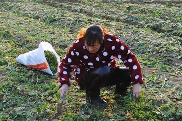 二月二龙抬头,老话说“3菜不上桌,来年一场空”,3菜是指什么？