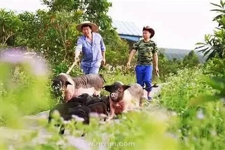 梦见爸爸买猪肉的预兆
