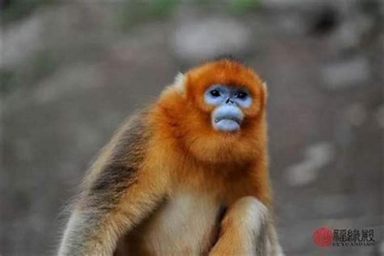 梦见儿媳妇怀孕