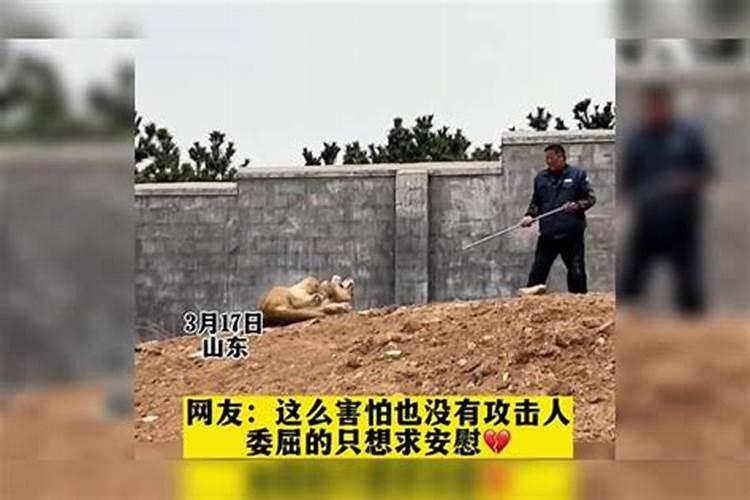 狮子座男生生气了怎么哄？有什么技巧么？