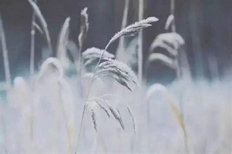 寒衣将至,“寒衣三果不上供,来年腰包不会空”是指哪三种水果？