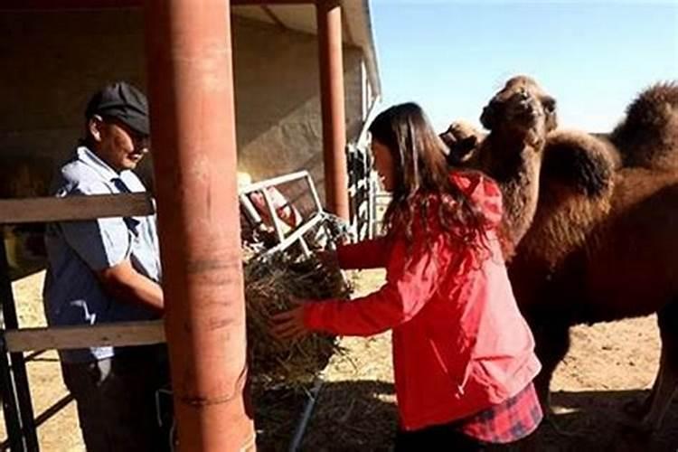 梦到黄牛是什么征兆