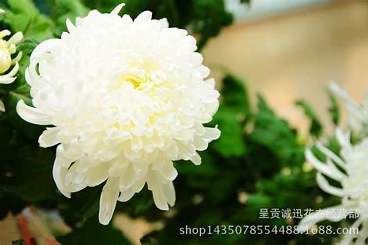 扫墓为什么用菊花,上坟为什么要送菊花呢？