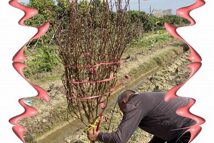 如何化解桃花煞？