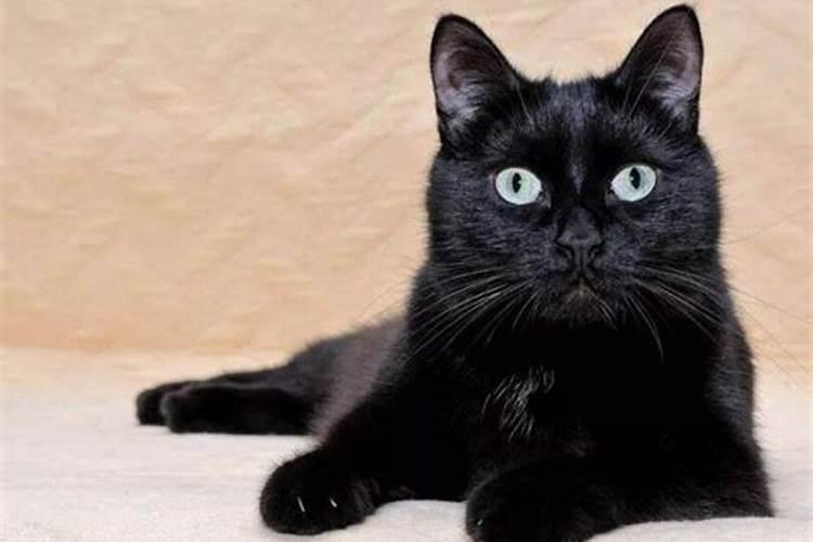 梦见黑猫有什么预兆 梦见黑猫什么意思