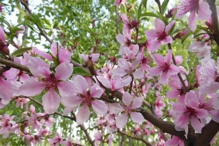 桃花煞是什么意思