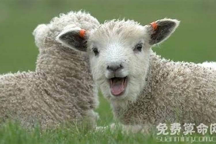 农历5月出生属羊人命好吗