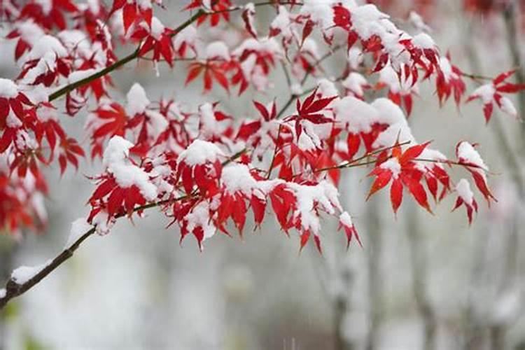 立冬节气的特点和风俗 立冬特点介绍