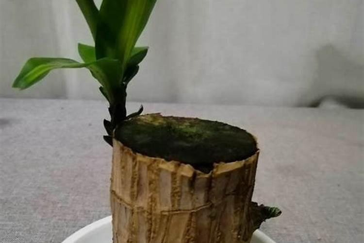 家里放巴西木上面放小人好吗(巴西木为什么要放一个小人)