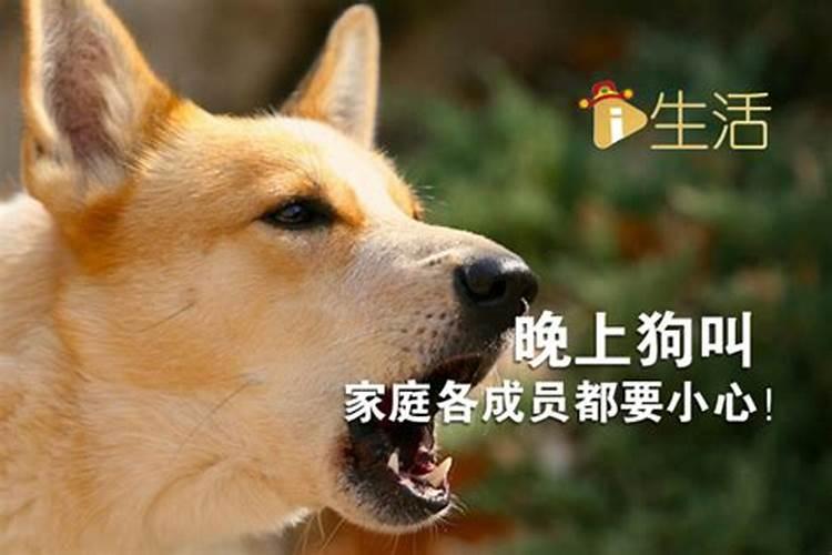 属猪女和什么属相是最配的 属猪女和什么属相配婚最好