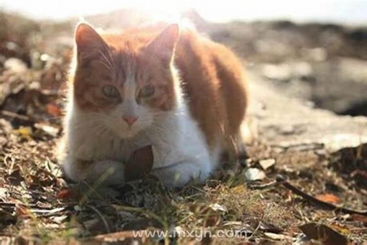 女人梦见猫生小猫是吉兆