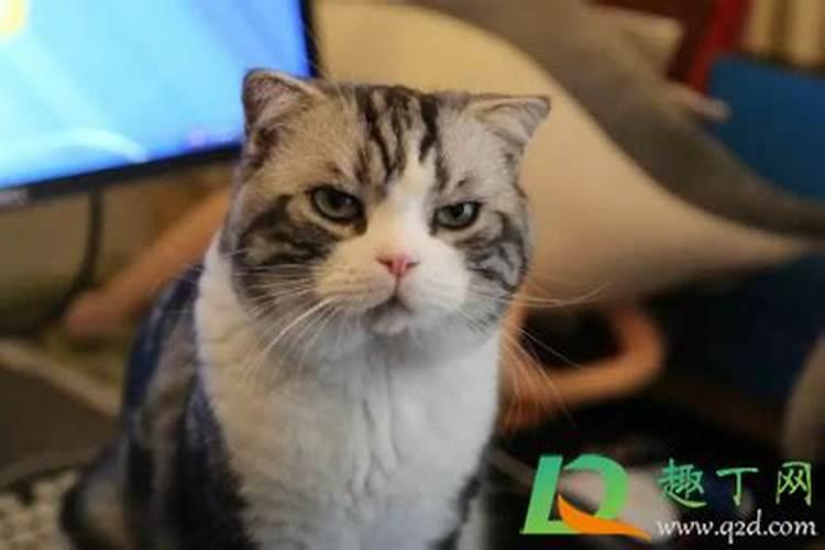 梦见猫跟亲嘴的预兆