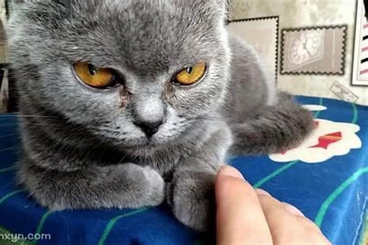 梦见猫想亲吻自己的预兆