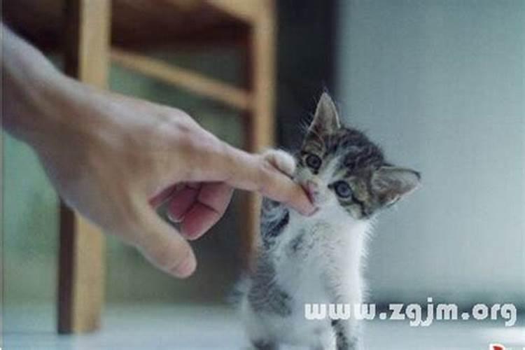 梦见与小猫亲吻的预兆