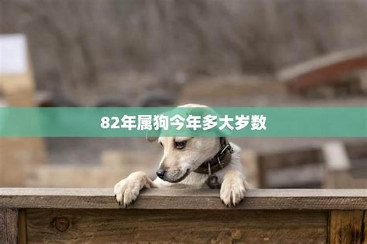 82年属狗人2025运势运程