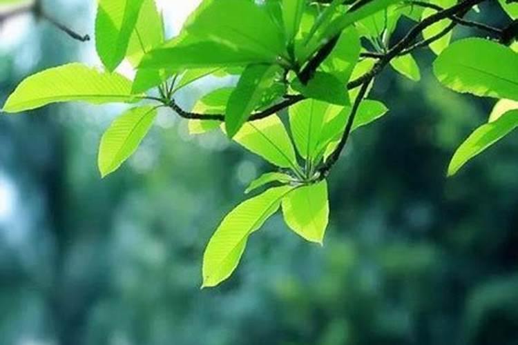 八字中喜木用水怎么怎样补？