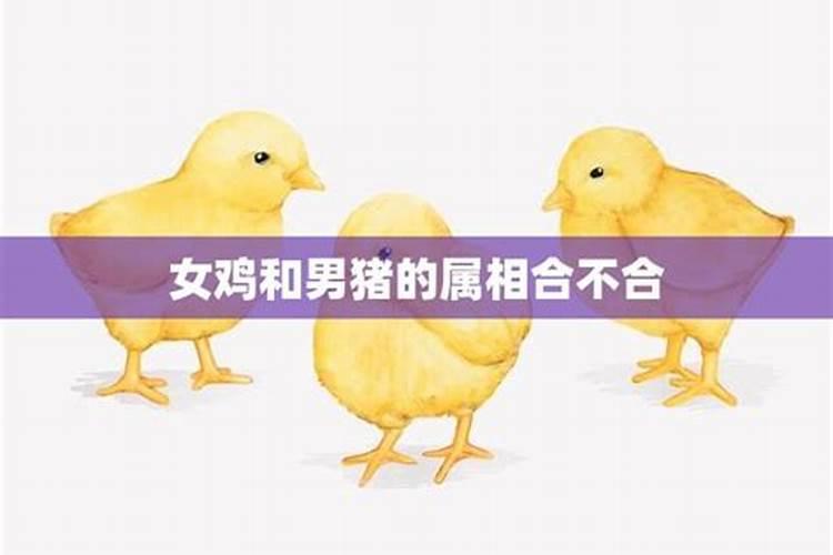 男属兔女属鸡婚姻状况 男鸡女兔适合做夫妻吗