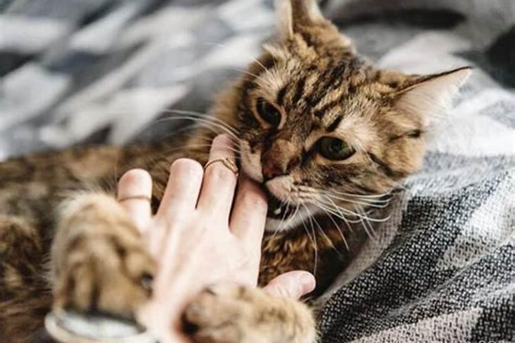 梦到黑猫扑向自己咬我预示着什么？
