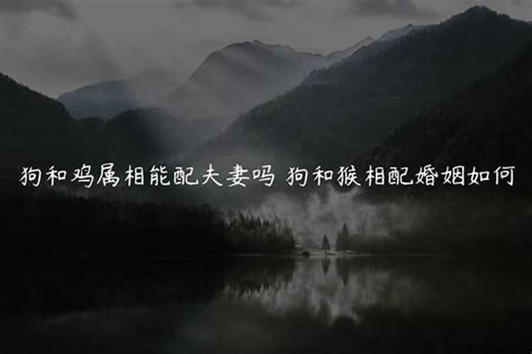 鸡和狗的属相能婚配吗