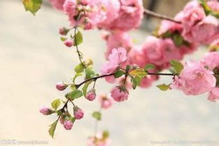 奇门催桃花最厉害布局