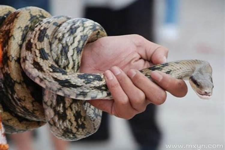 梦见打蛇,但是没有打死是什么意思