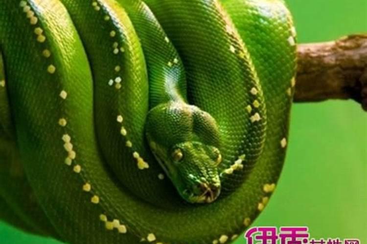 梦见别人抓住一条大蛇