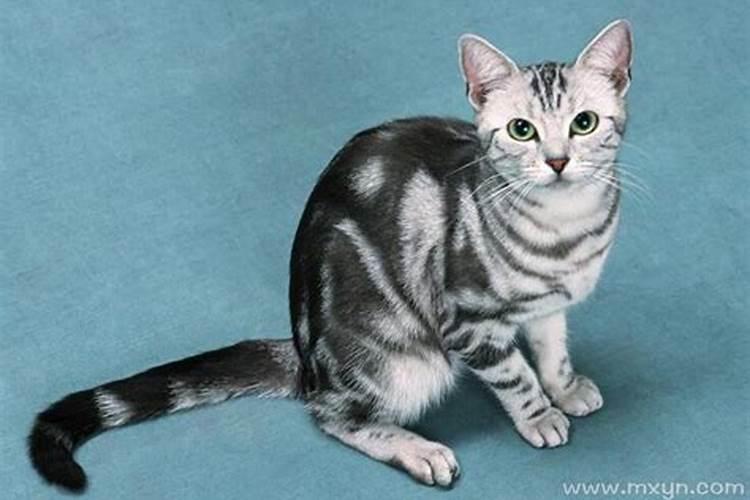 梦见猫不停咬我扑我,梦到凶狠的猫扑向自己抓咬