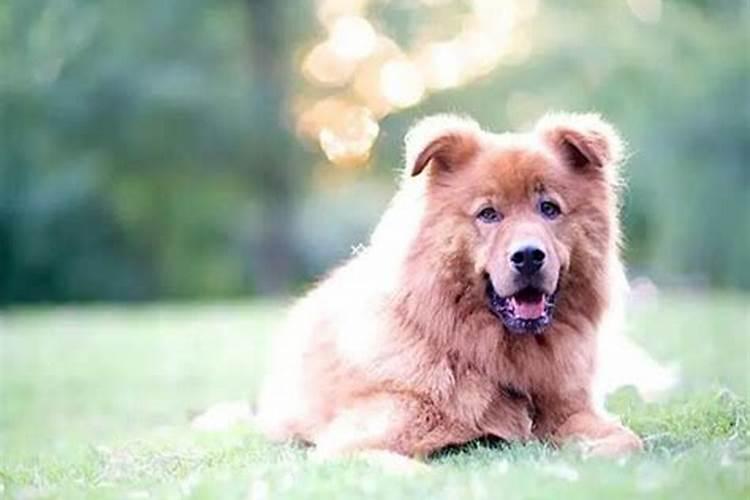 孕妇梦见大黑狗追我要咬我