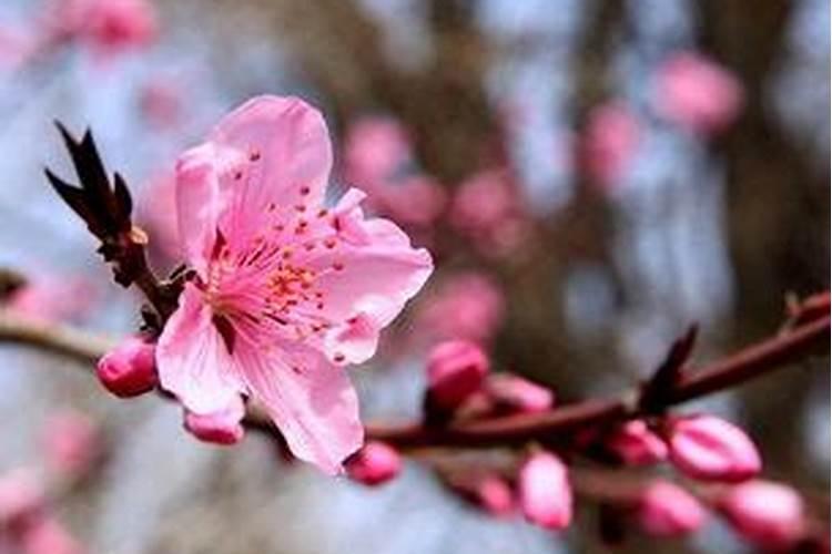 地藏王菩萨用的法器是什么？