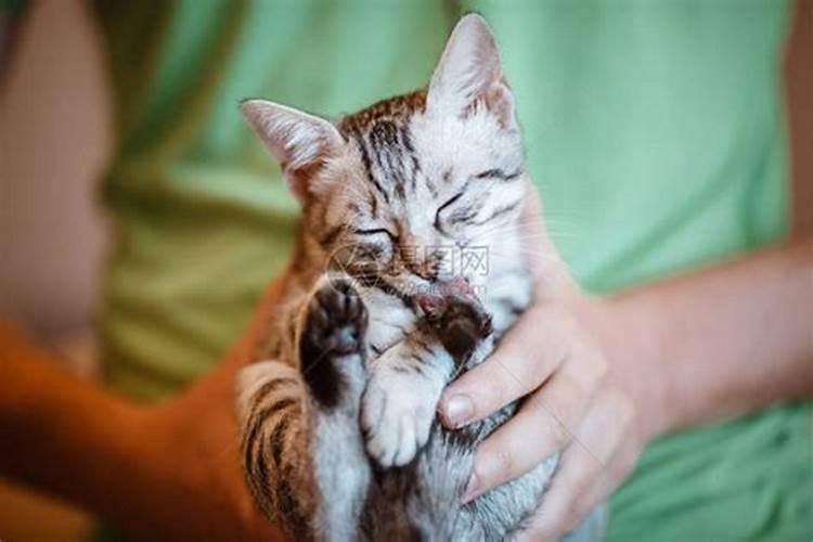 梦见自己抱着猫是什么意思？