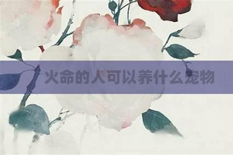 梦到很多乌龟是啥意思