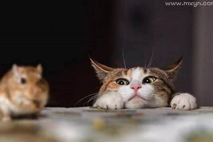 梦到猫抓到老鼠寓意什么