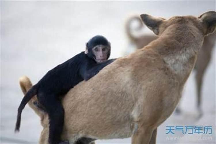 男属龙女属猴婚姻怎么样？