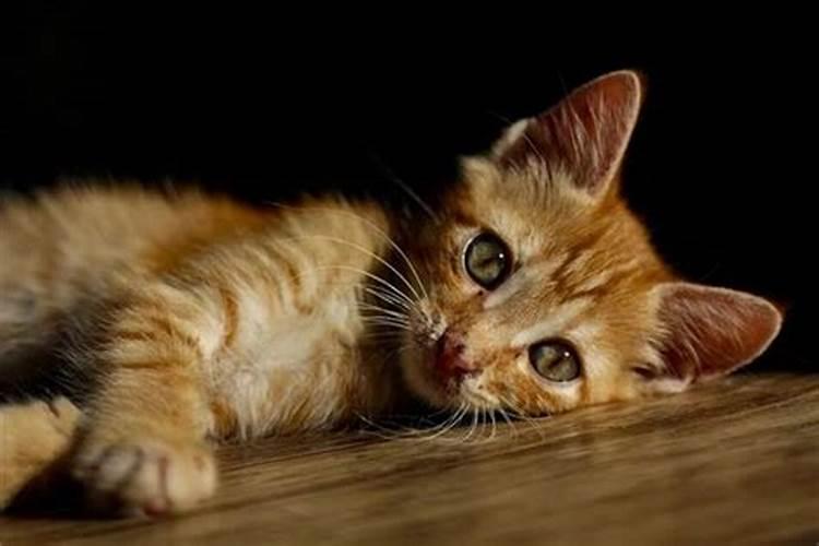 梦见猫咪后背有很大的伤口的预兆