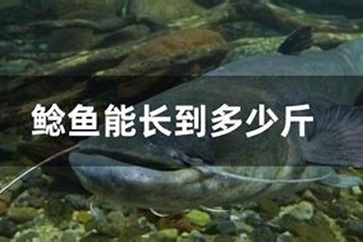 做梦梦到鲶鱼是什么意思？