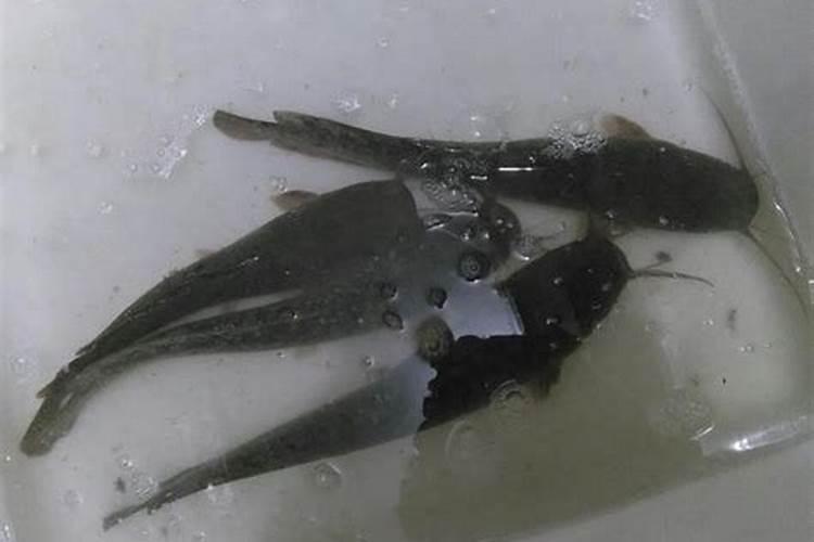 梦到抓鲶鱼是什么意思？