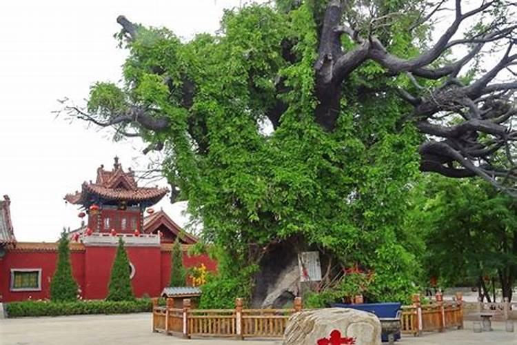 山西洪洞大槐树举办壬寅年中元节祭祖大典,中元节有什么历史渊源？百度...
